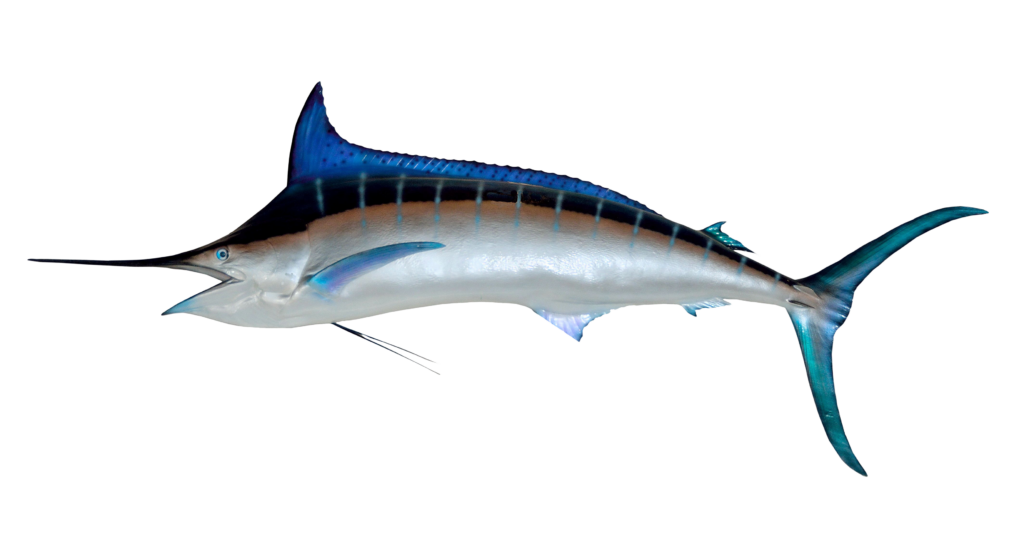 purepng.com-swordfishfoodfishanimalseamarineoceanseafoodaquatic-981524648465quf89