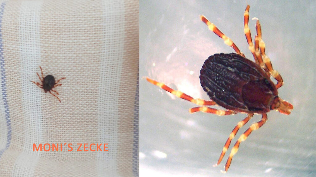 Zecke Kopie